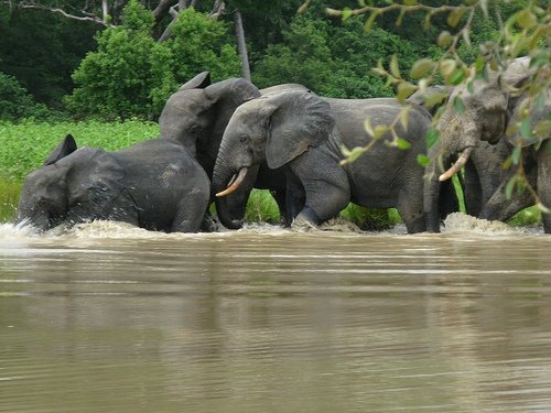 Mole National Park